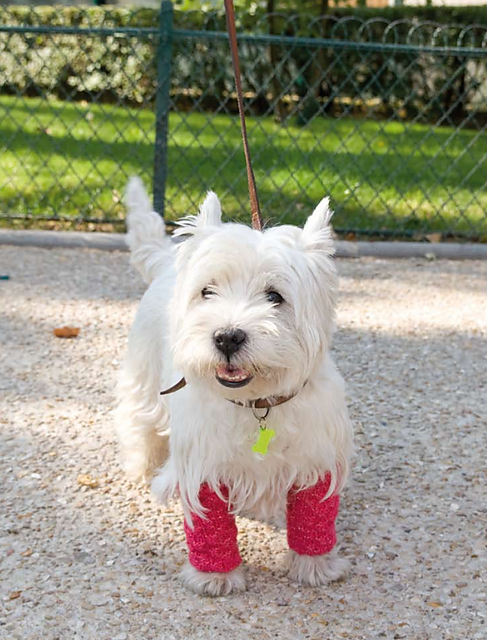 Guêtres pour chien