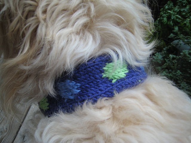 Spot Collar
