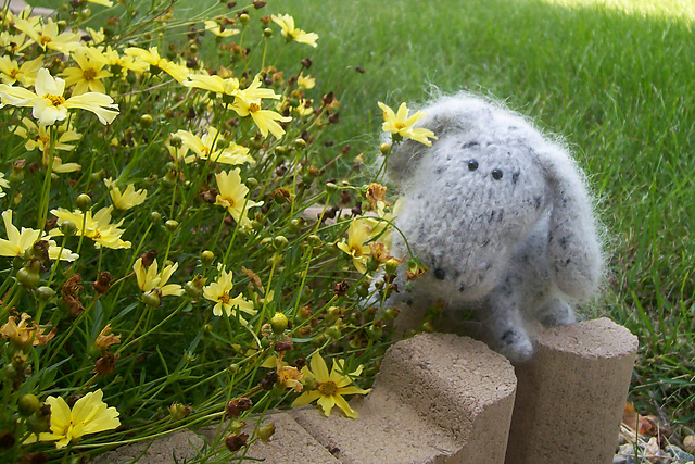 Sophie's Vigor -the beagle puppy