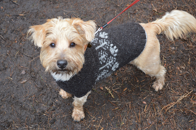 Walkies Dog Coat