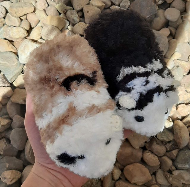Furry Guinea Pig
