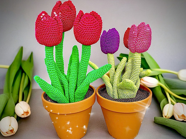 Enchanting Tulips