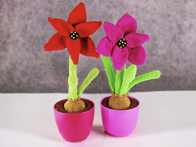 Amaryllis Hippeastrum