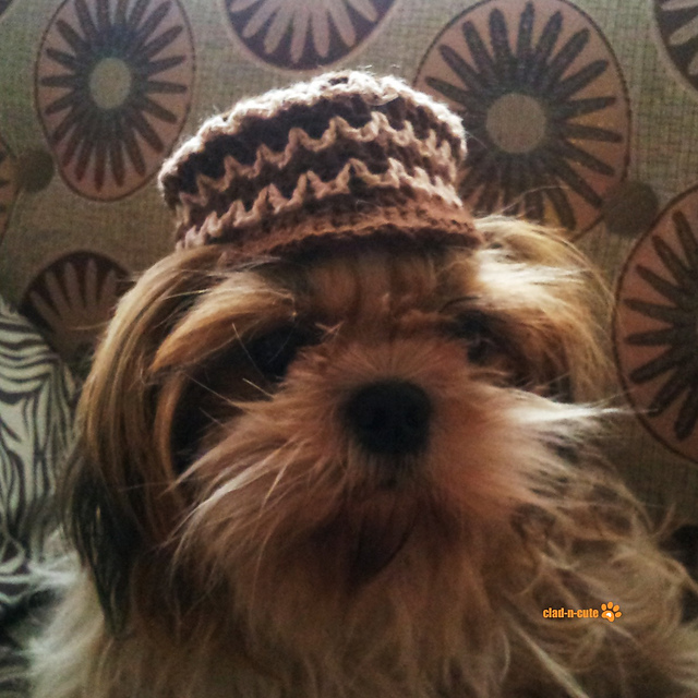 Espresso Dog Hat