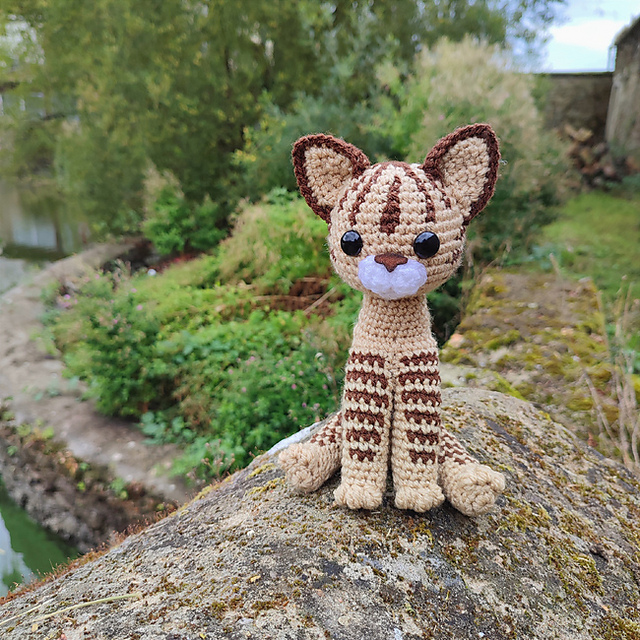 Tabby cat
