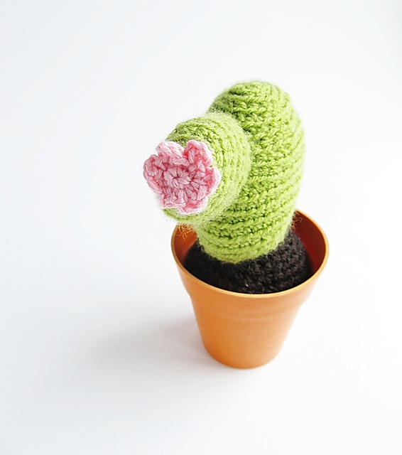 Cacti