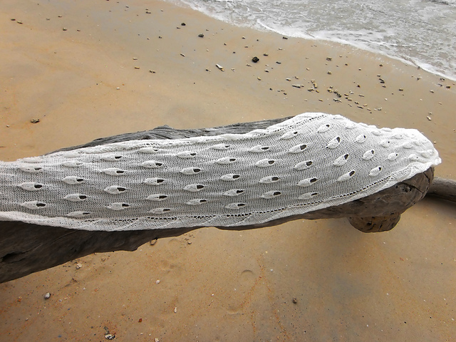 Shells on shore