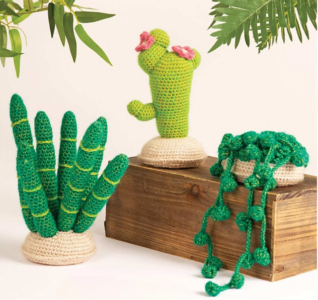 Evergreen Houseplants