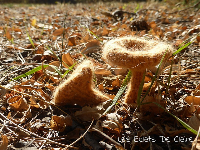 Girolle (mushroom)