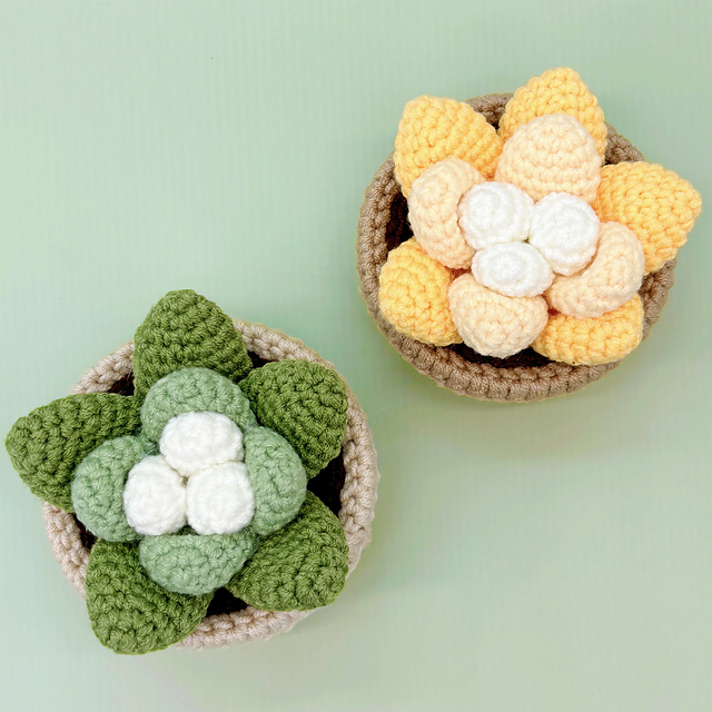 Succulents in Pot