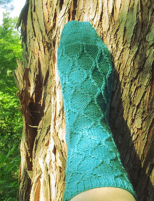 Metasequoia