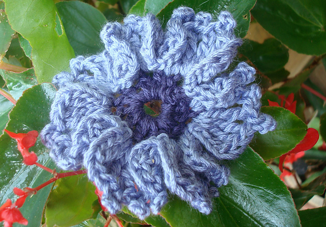 Amapola
