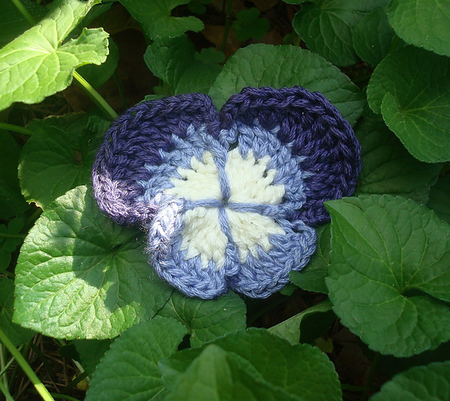 Viola