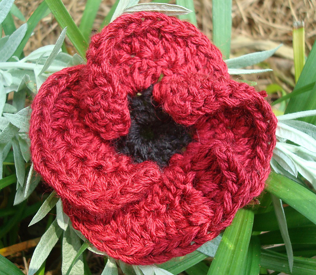 Prickly Poppy