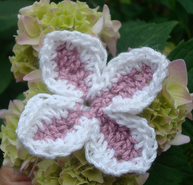 Hydrangea