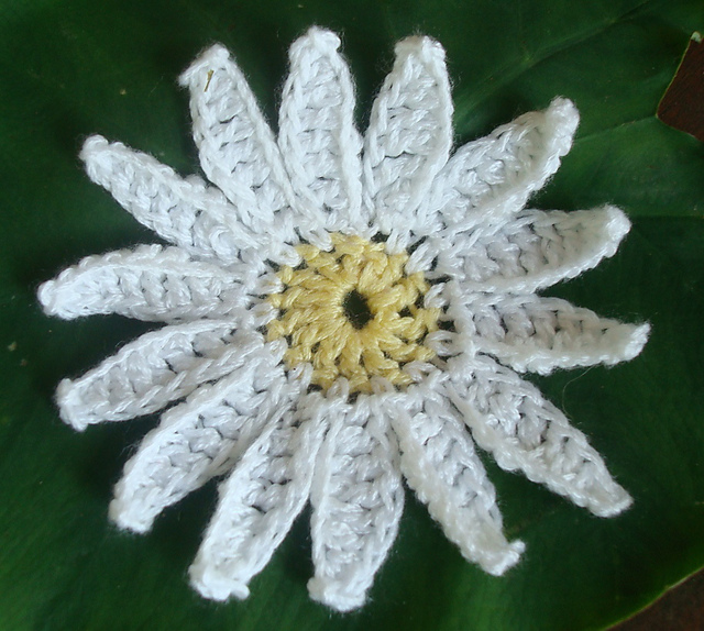 Dazzling Daisy
