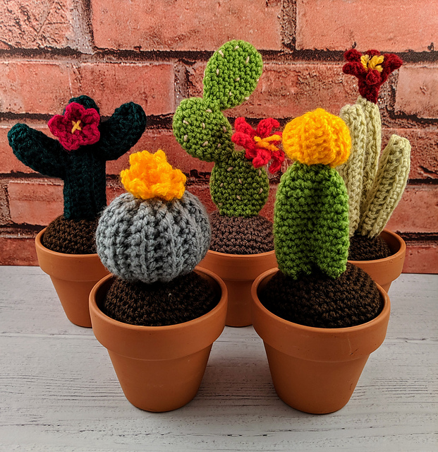Small cactus plant