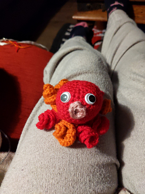 Derptopus