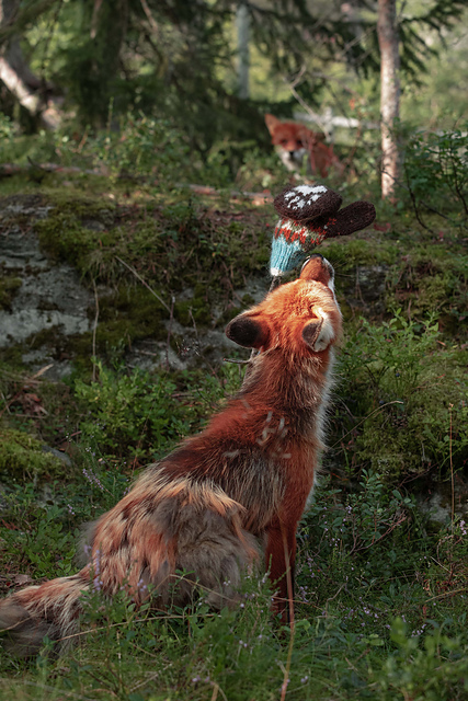 Forest Fox Mittens Baby
