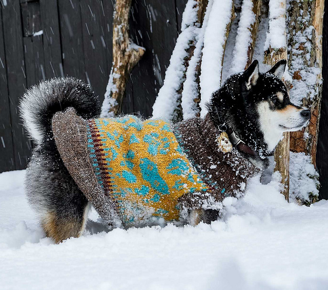 Akilak Dog Sweater