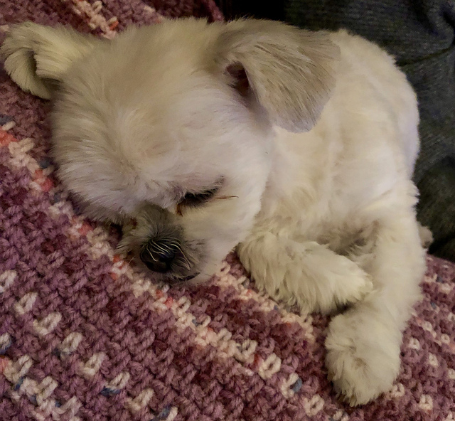 Crochet Puppy or Kitten Blanket