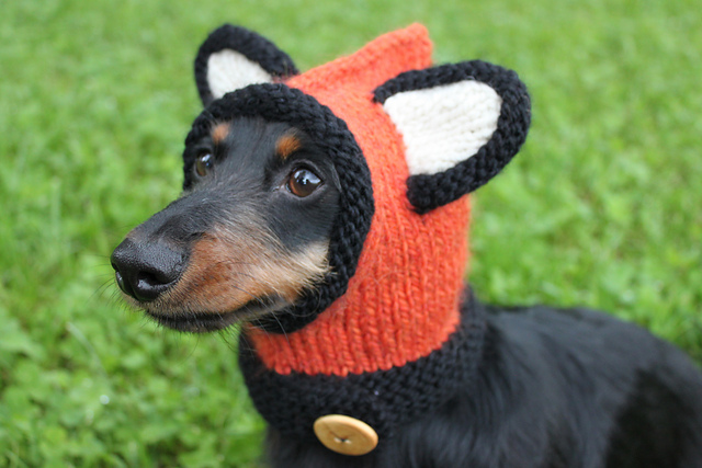 Dachshund Fox Hood