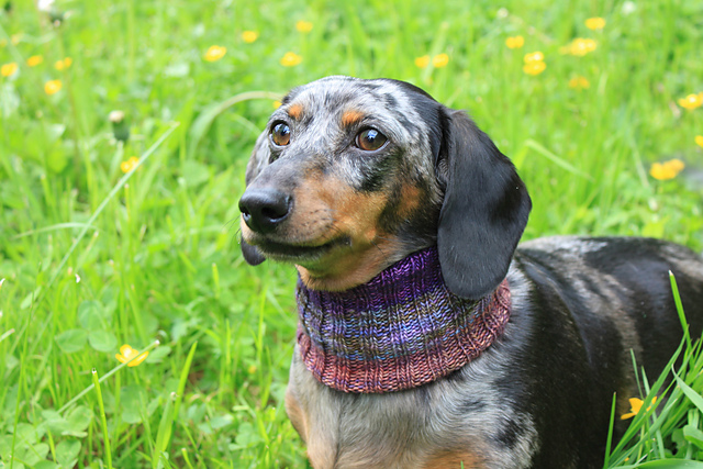 Dachshund Neck Warmer