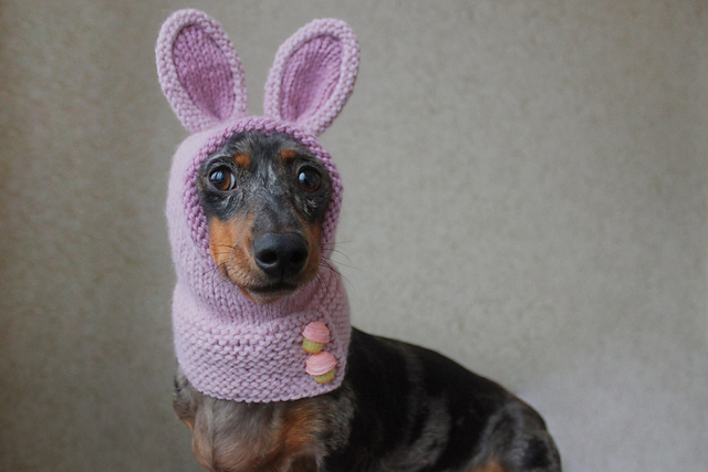 Dachshund Bunny Hood