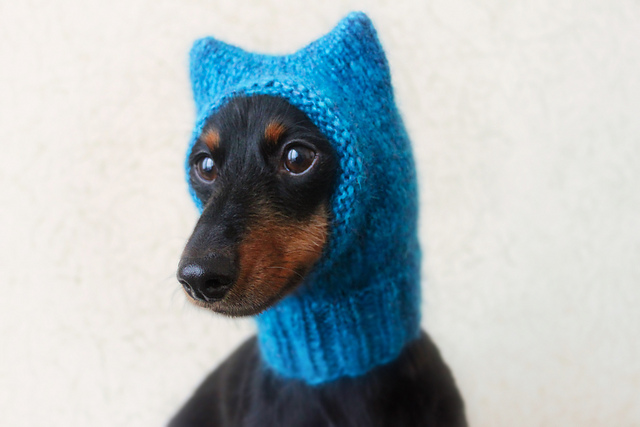 Kittycat Dog Hat