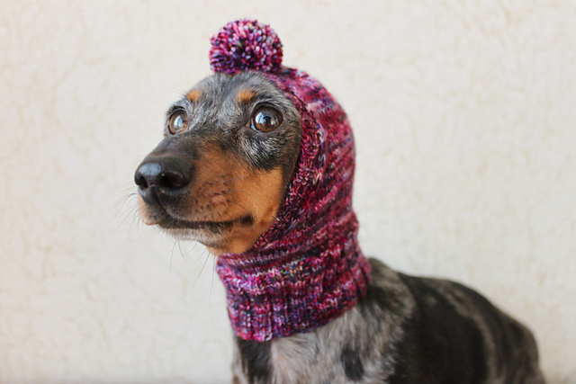 Small Dog Hat