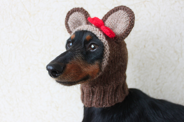 Mini Dachshund Teddy Bear Hood