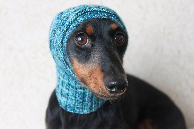 Small Dog Hat