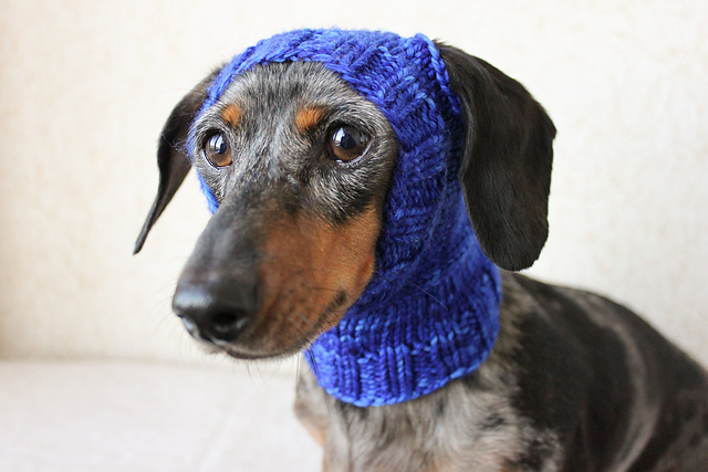 Small Dog Hat
