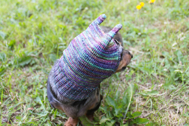 Dog Hat