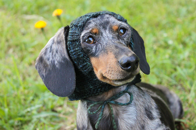 Small Dog Hat