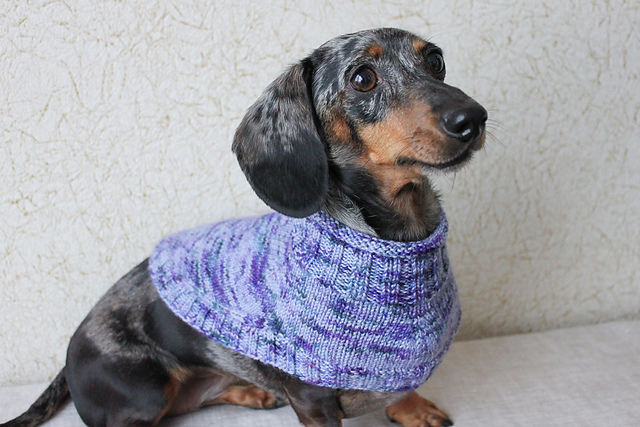 Small Dog Capelet