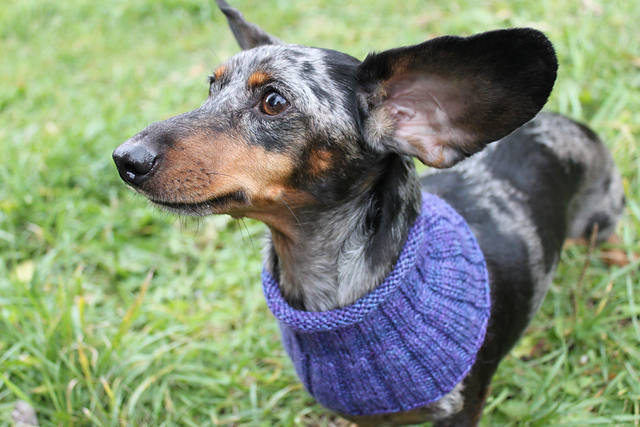 Small Dog Cowl