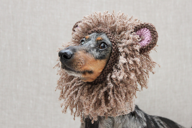 Lion Dog Hat