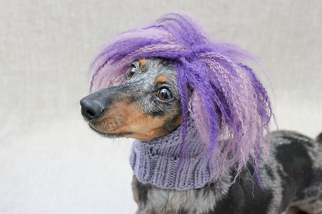 Dog Wig