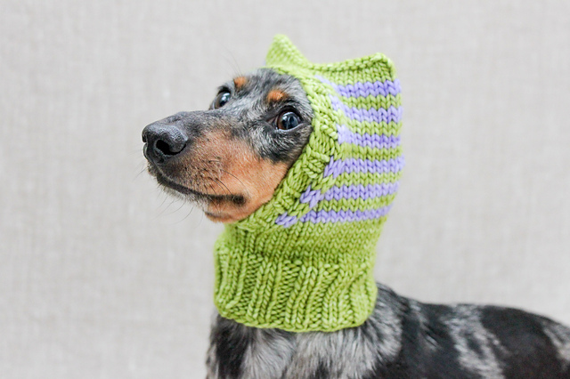Dog Hat 36