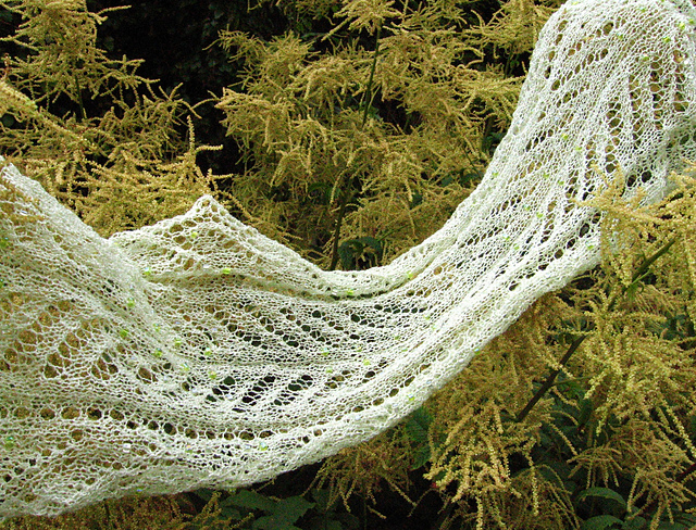 Aruncus
