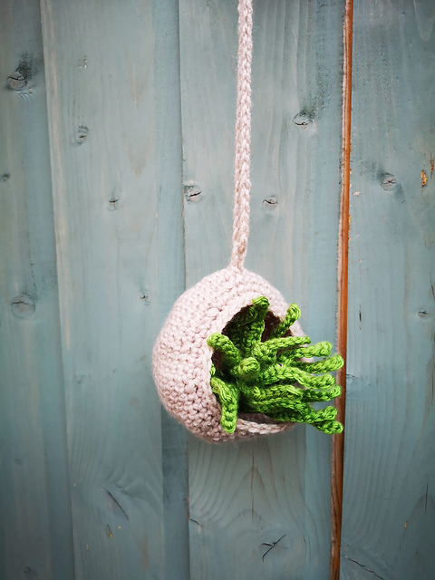 air plant and holder