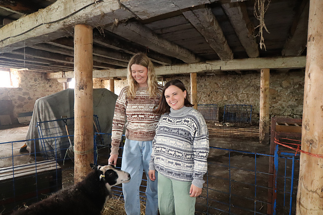 Koigu Sheep