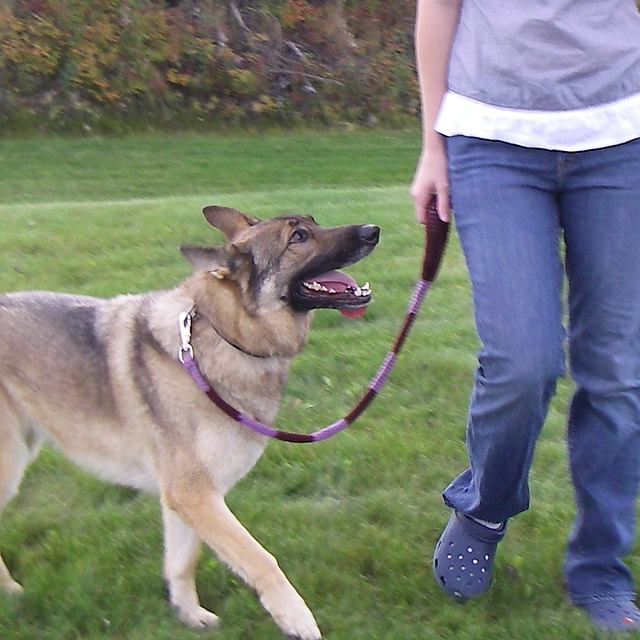 Dog Leash