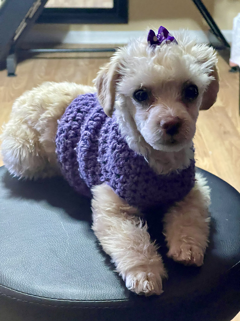 Snuggle Up Toy Doggie Sweater