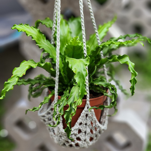 That 70's Pot Plant Hanging Basket