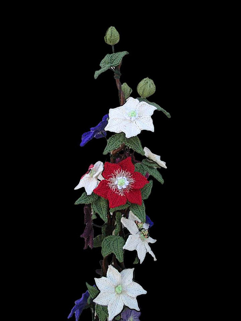 Collection of Clematis