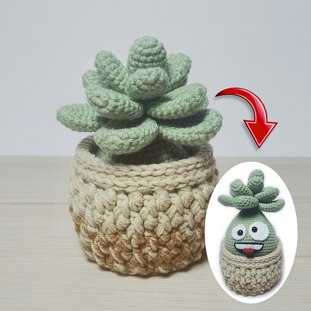 Crazy Succulent