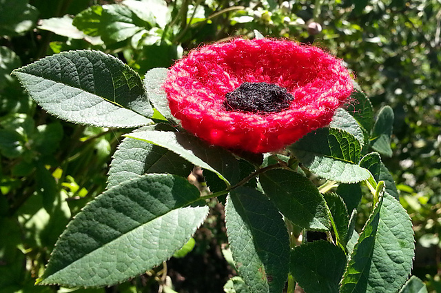 Quick Ribbed Poppy