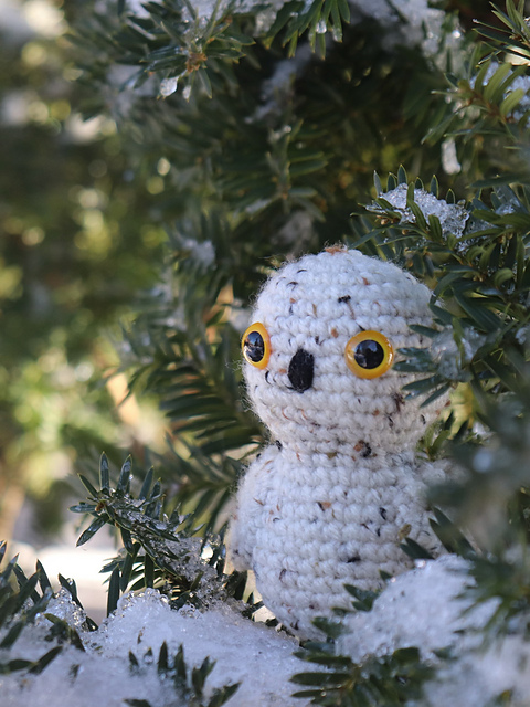 Huckleberry the Owl